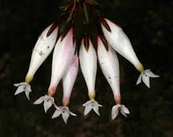 Image result for Erica mannii