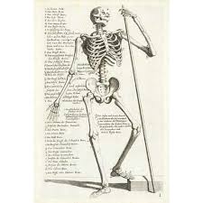 Long bones, short bones, and flat bones. Anatomical Diagram Showing Human Skeleton Front View With Legends Poster Print By Hieronymus Bollmann Walmart Com Walmart Com