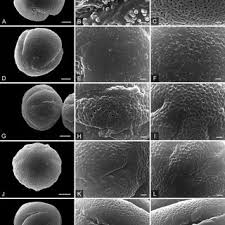 Image result for Diclis