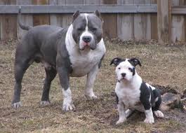 Smoke Dogg Bully Style Pitbulls Gottiline Pits Pocket Pits Razor Edge Pitbulls Beautiful Dogs Pitbull Dog Pitbulls