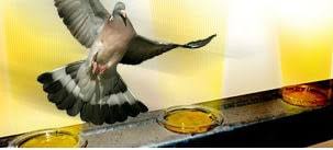 .a deterrente significato, deterrente per gatti, deterrente per piccioni e deterrente sinonimo. Repellente Piccioni Metodo Naturale Ed Efficace