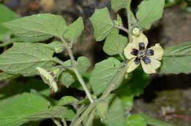 Image result for Physalis pubescens