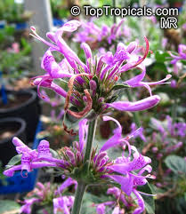 Image result for Hypoestes forskaolii