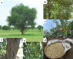 Image result for Balanites aegyptiaca