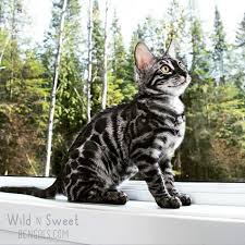 These energetic cats have a beautiful and you should also note the color of the coat, which is typically brown or gold in bengal cats, but sometimes also gray, charcoal, silver, or blue. Discover Our Breeding Bengal Cats Wild Sweet Bengals Bengal Cat Cats Cats And Kittens