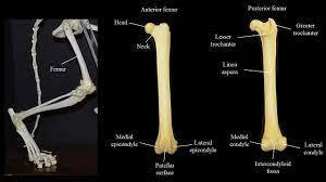 Every day new 3d models from all over the world. Cat Limbs Atlas Of Comparative Vertebrate Anatomy