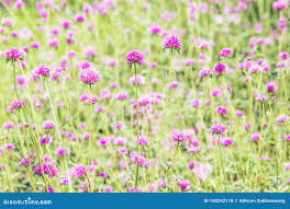 Hermoso Campo De Flores, Color De Flores Dulce, Bello Fondo En Un DÃa  Soleado Foto de archivo