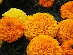 I made my pom pom flowers a variety of sizes. How To Grow And Care For Marigold Flowers