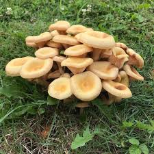 Armillaria Tabescens Aka Ringless Honey Mushroom Is Fruiting In Cleveland I Guess It S Officially Late Su Mushroom Plant Edible Mushrooms Stuffed Mushrooms