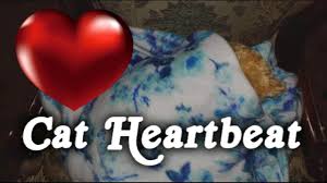 Slow heart beat sound effect was requested by michael for a 3d game he was working on. Dog Heartbeat Puppy Sleep Training Dog Heartbeat Sound Effect Heartbeat Sound 12 Hours Youtube