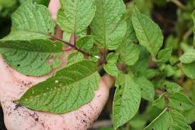 Infected potatoes are still edible and the quality and taste of the flesh is exactly the same as normal. How To Control Potato Beetles Bugs One Hundred Dollars A Month