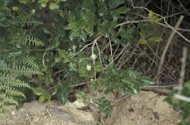 Image result for Aphloiaceae