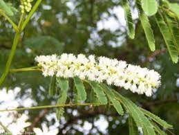 Multipurpose Tree Seeds Acacia Catechu