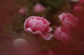 It will often rebloom in summer if deadheaded. Thousands Of Peonies Bloom In Nw China Cgtn