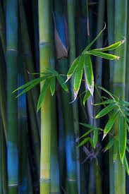 Bamboo Iphone 4 4s Wallpaper Bamboo Wallpaper Bamboo Tree Bamboo Background