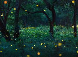 نتیجه جستجوی لغت [fireflies] در گوگل