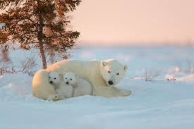 Images & pictures of bears bear wallpaper download 823 photos. Baby Polar Bear Wallpapers 51 Background Pictures