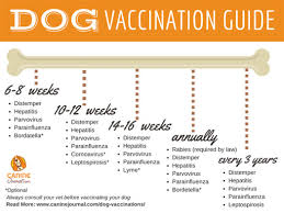 Vaccine Boosters What Your Pet Needs And When Pet Nanny
