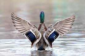 Birds Of Central Illinois Melinda Garner Animal Portraits Art Beautiful Birds Bird Art