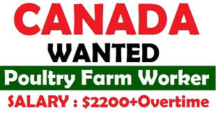 Enjoy a bonus side trip to west malaysia, bangkok or singapore where the flight is on us, you just pay the taxes. Poultry Farm Jobs In Canada Wanted In Poultry Farm Canada 2017 Job Careers