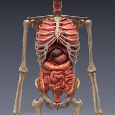 Der körper im biologischen sinne bzw. 3d Modell Menschliche Anatomie Animiertes Skelett Und Innere Organe Realistische Vray Materialien Und Darstellung Der Menschlichen Anatomie 3d Modell Turbosquid 1002764