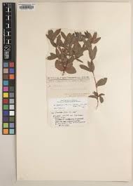 Image result for Eriosema shirense