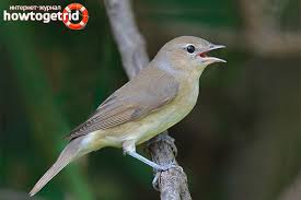 Serta paruhnya kuning dan terlihat tebal serta kokoh. Garden Warbler Penerangan Habitat Fakta Menarik