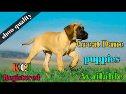 See more of great dane puppies for adoption on facebook. Great Dane Puppy For Sale Kci Registered Great Dane Puppy For Sale Great Dane Puppies Youtube