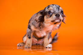 One way to not help your child overcome a fear of dogs: How Can I Tell If My Dog Is Afraid