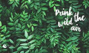 Dress up your desktop and mobile screens with inspiring backdrops from deviantart's extensive wallpaper collection. Green Aesthetic Computer Wallpapers Top Free Green Aesthetic Computer Backgrounds Wallpaperaccess