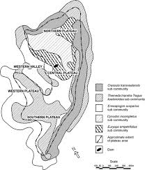 Image result for Tragus koelerioides
