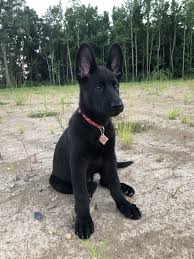 Maybe you would like to learn more about one of these? German Shepherd King Black German Shepherd Puppies Black German Shepherd Dog Baby German Shepherds