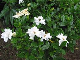 Gardenia Veitchii Google Search Plants Landscaping Plants Front Flower Beds
