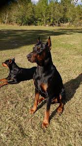 Doc says he's young and has a very good heartbeat, no murmur. Male European Doberman Puppies For Sale Kiefers Corner