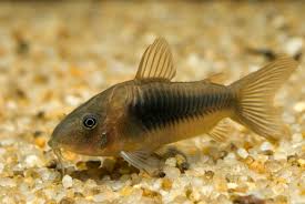 CoryCat Fish 