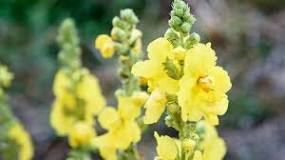 Mullein Leaf Uses, Benefits & Risks