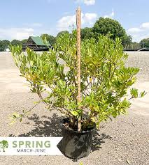 Image result for Pittosporum tobira