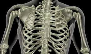 It plays important roles in the support of the spinal cord, ribcage, and muscles of the chest. Mapping The Body Ribs Human Biology The Guardian