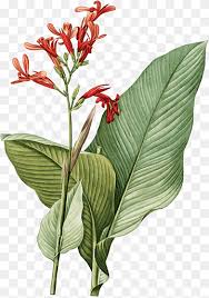 Maybe you would like to learn more about one of these? Garut Png Pngwing