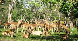 Untuk kamu yang tidak tahu. Kebun Binatang Di Thailand Kebun Binatang Khao Kheo Di Pattaya Safari Di Pusat Negara Hewan Khao Kheo