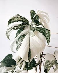 Pin By Marinka Villerius On Rosliny Variegated Plants Plants Pretty Plants