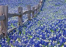 This business has categorized themselves as flower and gift shops, florist, christmas store, flower delivery, gift basket store, silk plant shop. Texas Bluebonnets Nothing More Beautiful In The Spring In Texas Texas Bluebonnets Wild Flowers Beautiful Flowers