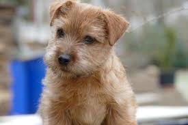 Fast alle vorgestellten hunde hatten mehr oder weniger stark geringelte ruten. Norfolk Terrier Home