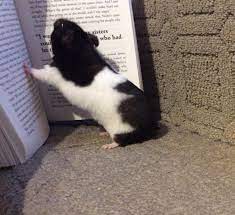 My hamster oreo reading a book : r/hamsters