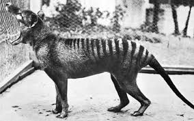 I have a lot to talk about in this episode, so let's get started. Tasmanian Tiger Tasmanian Wolf Thylacine Dinoanimals Com
