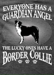 My Guardian Angel Collie Border Collie Puppies Border Collie