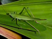 Image result for Ruspolia sp. no. 1 (Biegel 5407)