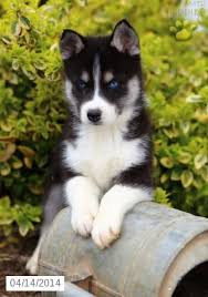 Yes, we at dogspot advocate adoption of dogs instead of buying a find dogs and puppies available for adoption and at our site. Siberian Husky Puppies For Sale Lancaster Puppies Husky Puppies For Sale Husky Puppy Cute Animals