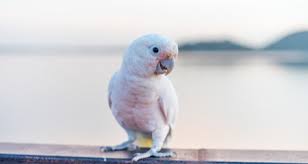 The goffin's cockatoo is a highly intelligent bird, and might even learn to open its cage door. Goffin S Cockatoo Cacatua Goffini Species Profile Life Span Diet And Care Petcoach