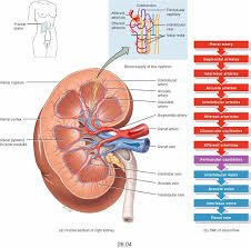 blood flow of kidneys kidney anatomy anatomy organs